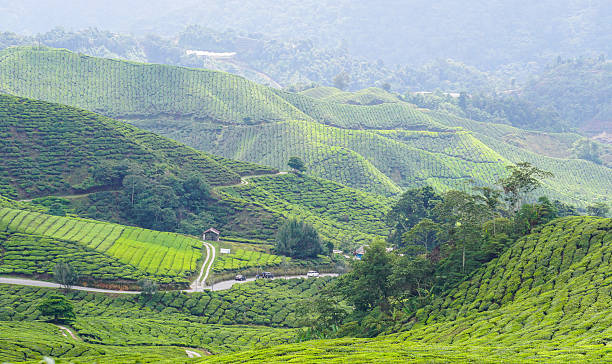 istock Tea plantation in Cameron highlands, Malaysia 490343218