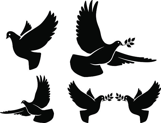 Where silhouettes Dove silhouettes. Vector flying dove with olive branch black silhouettes on white background peace symbol images pictures stock illustrations
