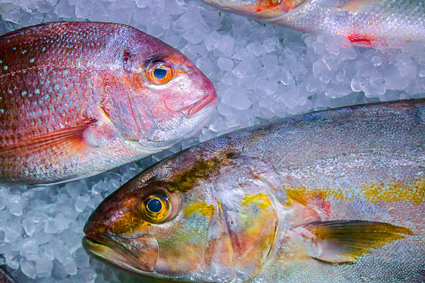 pesce fresco su ghiaccio - fish catch of fish seafood red snapper foto e immagini stock