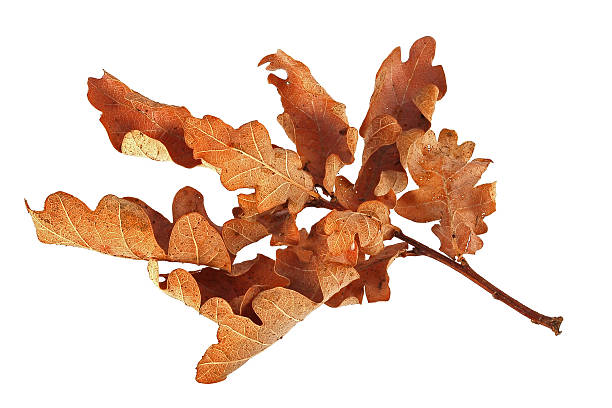 Autumn oak leaves stock photo