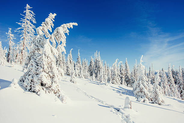 istock winter landscape trees in frost 490346406