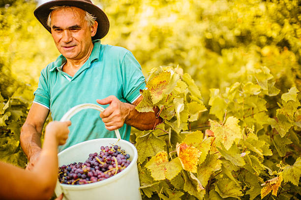istock Bucket full of grapes 490348880