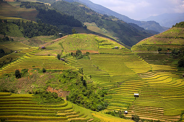 istock Rice Farm in Vietnam 490349012