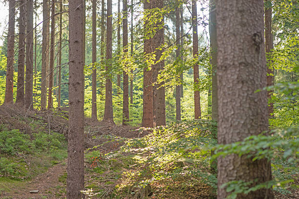 istock Looking into the woods in Saxony, Germany 490349264