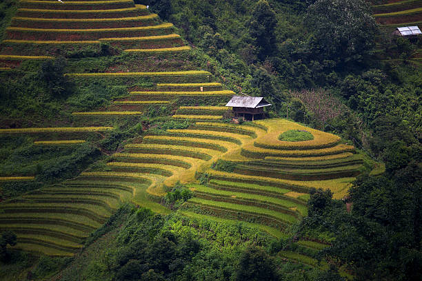 istock Rice Farm in Vietnam 490349624