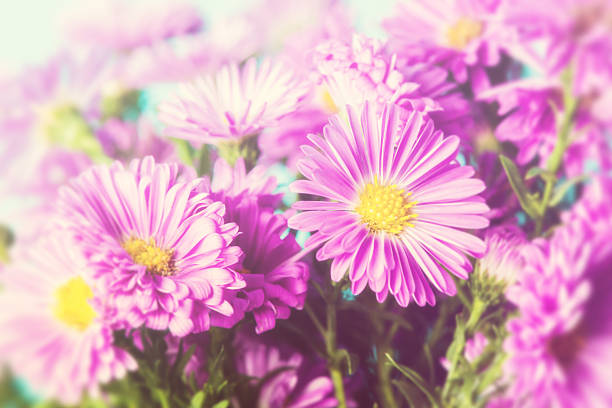 istock Beautiful chrysanthemum flowers 490357946