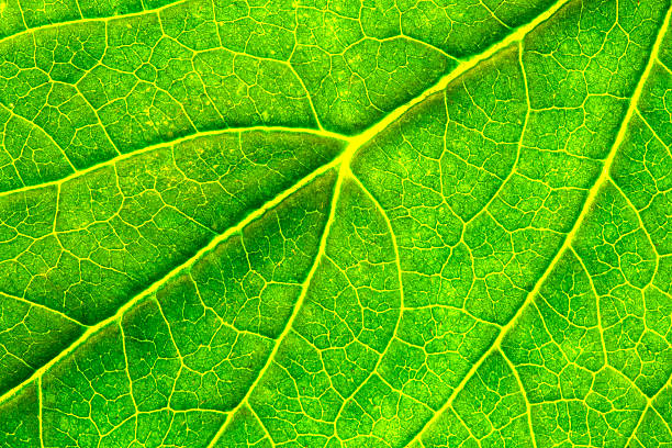 緑の葉の質感のマクロのクローズアップの背景 - tree leaf green chlorophyll ストックフォトと画像