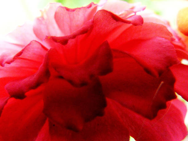 flor - sibiria fotografías e imágenes de stock