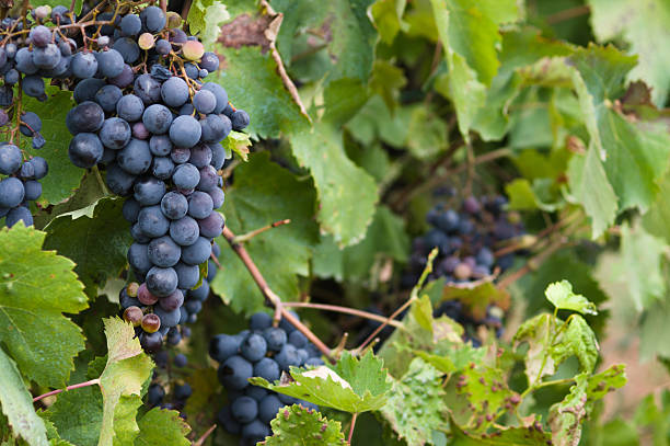 istock red wine grapes on the vine with green leaves 490361596