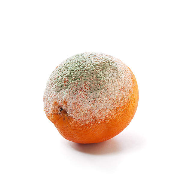 rotten e moldy laranja - fotografia de stock