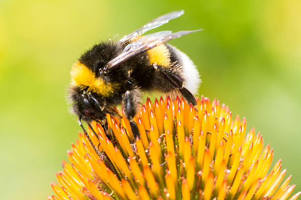 istock Bumblebee collecting nectar on Echinacea flower 490363436