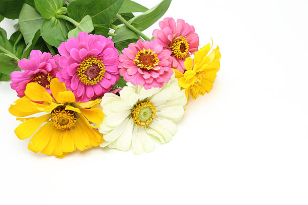 istock Bouquet of zinnia 490363582