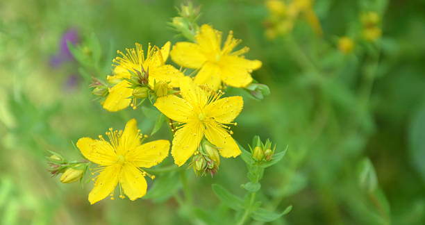 istock Yellow flowers of hypericum perforatum. St. john's worth 490364432