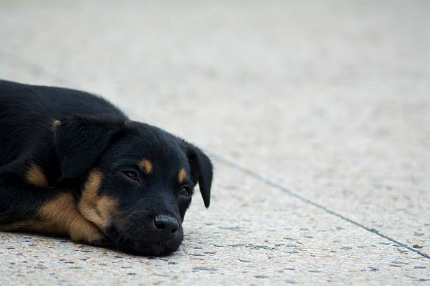 istock Sleepy, Cute black dog lying on the ground 490365338