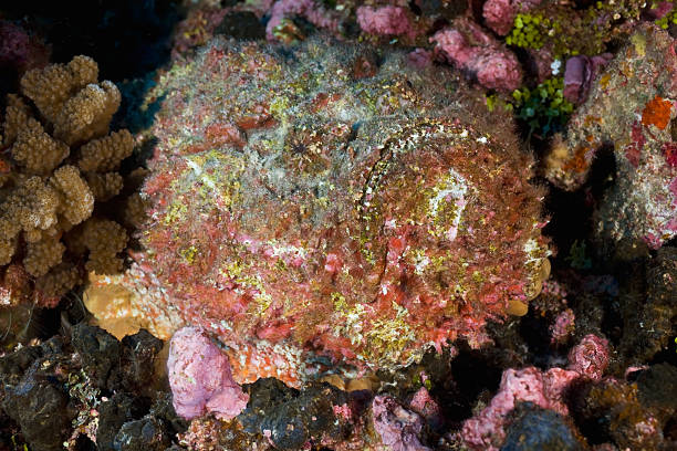 synanceia verrucosa/STONEFISH stock photo