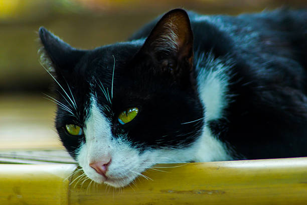 The cat look sad, lonely wooden floor.