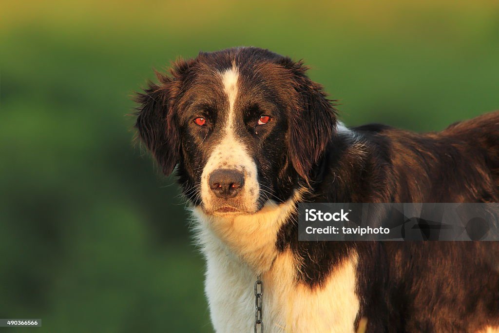 Retrato de um Cão Pastor romeno - Foto de stock de 2015 royalty-free