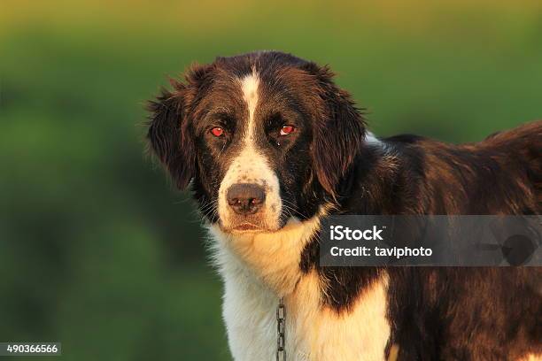 Foto de Retrato De Um Cão Pastor Romeno e mais fotos de stock de 2015 - 2015, Amizade, Animais caçando