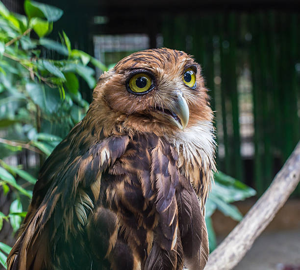 eagle owl near the tree