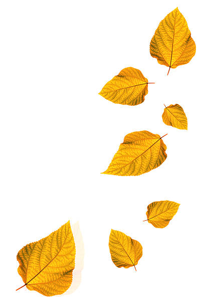 istock Autumn  leaves isolated on white background 490367166
