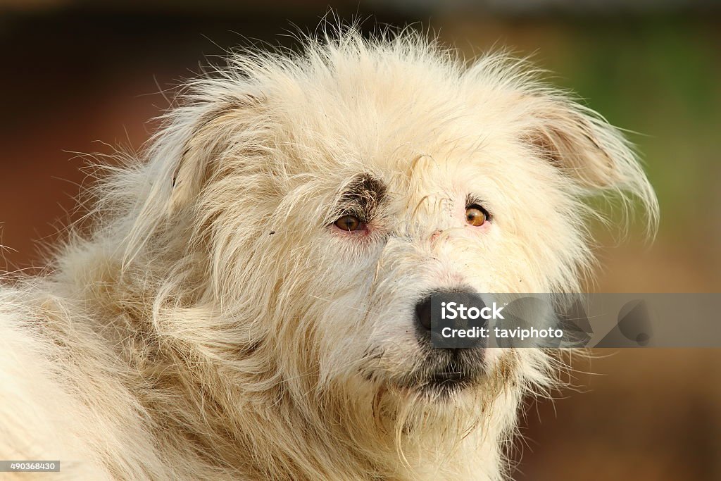 Retrato de Cão Pastor branco - Foto de stock de 2015 royalty-free