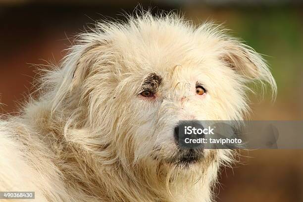 Foto de Retrato De Cão Pastor Branco e mais fotos de stock de 2015 - 2015, Animal, Animal de estimação