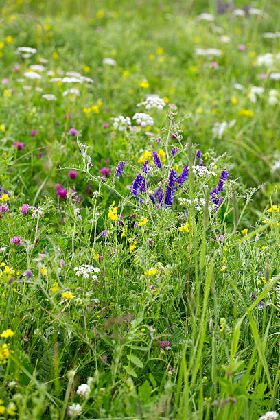 istock summer field flowers 490369396