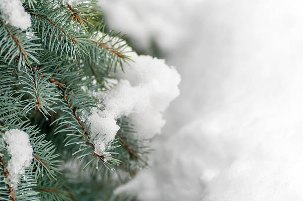 istock snow on the branch of a blue spruce 490369604