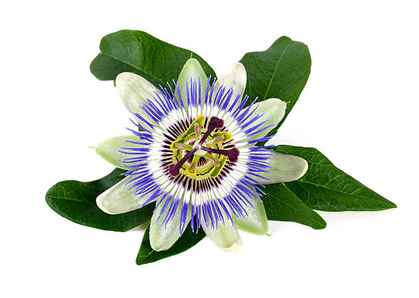 passion flower isolated on white passion flower isolated on white passion fruit flower stock pictures, royalty-free photos & images