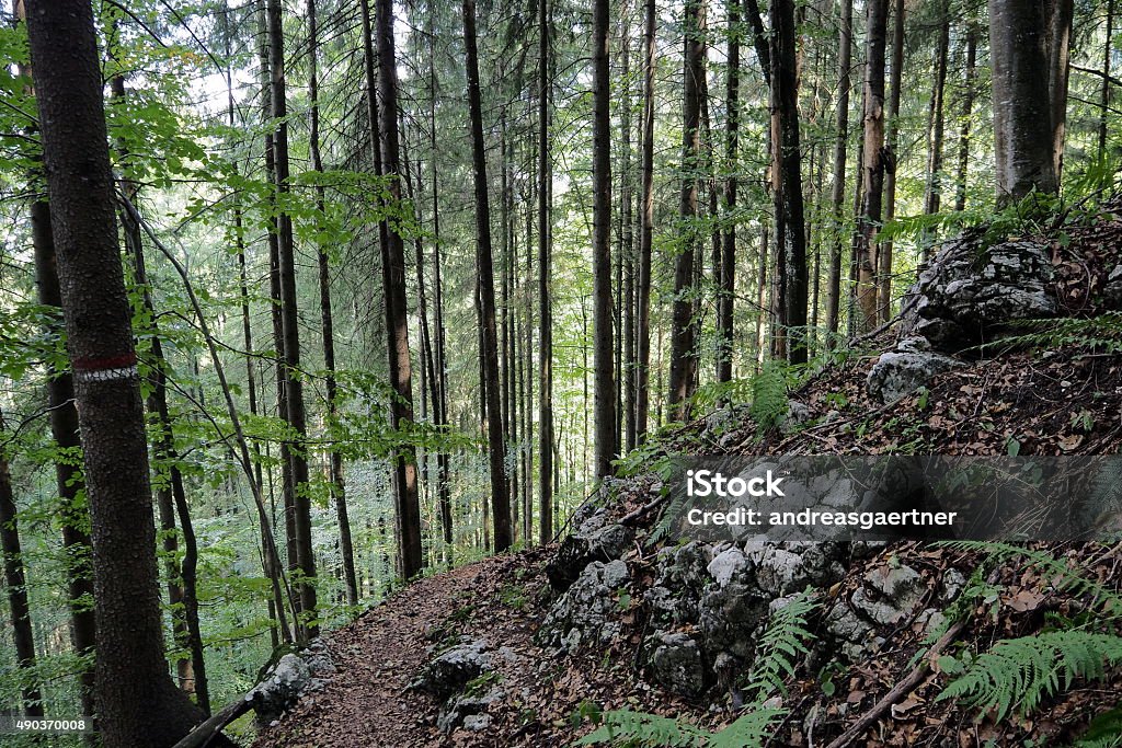 Rely A narrow, unsecured path winding along steep rocky walls through the forest, beneath a deep breathtaking gorge. Photograph taken on the way to Lunzer See, Austria. 2015 Stock Photo