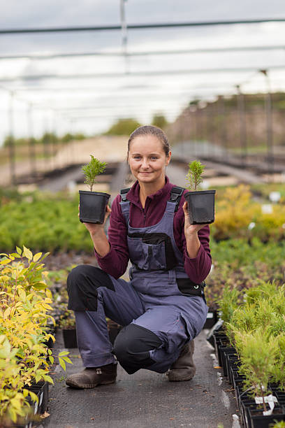 mulher gardener transplants e rearranges plantas em vasos, - gardening women vegetable formal garden - fotografias e filmes do acervo