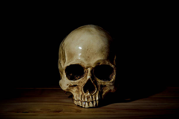 istock Still life white human skull on dark background 490371004