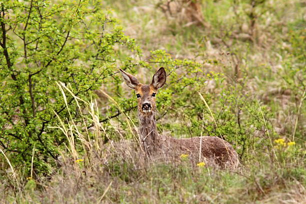 istock roe deer doe in the bushes 490371132