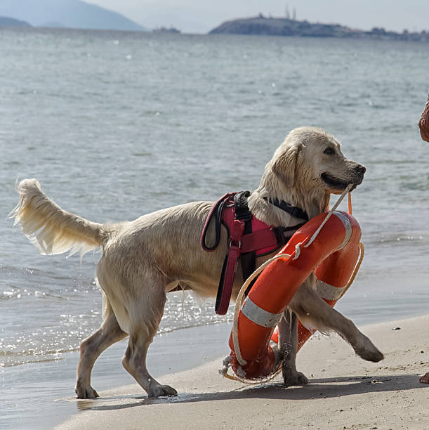istock Rescue dog with lifebuoy 490371620