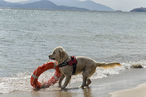 Rescue dog comes out of the sea with lifebelt
