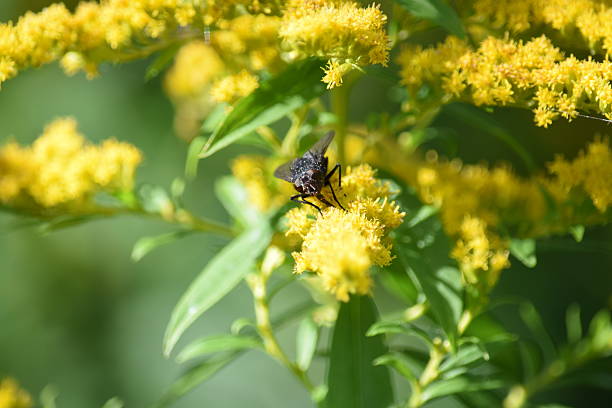 istock Insect on yellow golden rod flower 490371882