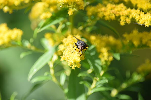 istock Fly on yellow golden rod flowerhead 490371930