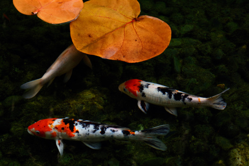 Two colourful koi (carp) fishes along with one white koi swimming in a pond. Koi are common in China and Japan, and in their cultures the ornamental fish symbolizes health, maintenance and longevity. The green, rocky background gives the man-made pond a natural look. There are two orange-brown leaves floating on the surface of the water, which adds to the colourful scene and composition. This photo was taken under natural light.