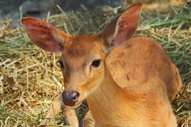 動物の - brow antlered deer ストックフォトと画像