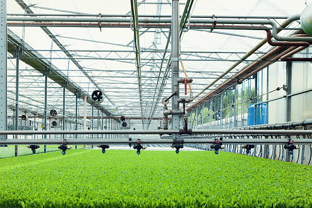 istock agriculture in greenhouse 490375595