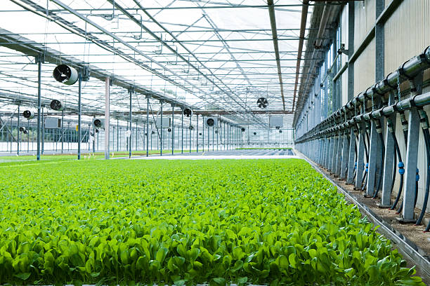 istock agriculture in greenhouse 490375653