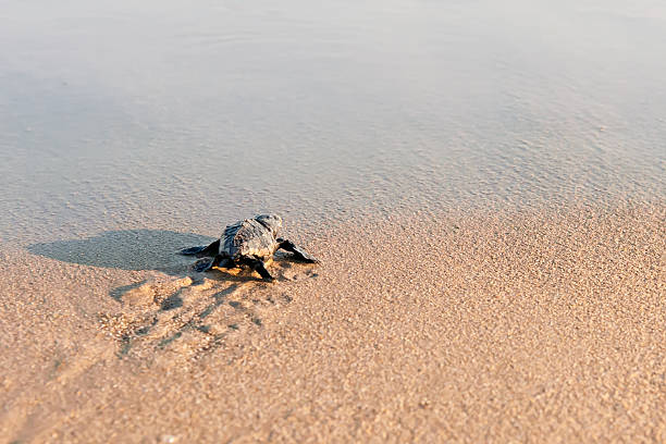 new born sea turtle pasos al mar - turtle young animal hatchling sea fotografías e imágenes de stock