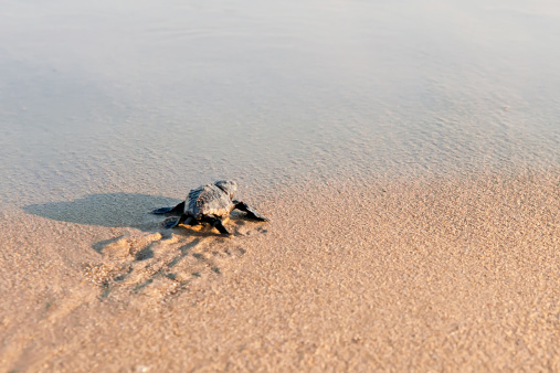 New born sea turtle trying to reach to the sea