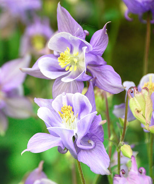 Aquilega Flowering in a Garden Aquilega (Granny's Bonnet, Columbine)  Flowering in a Garden columbine stock pictures, royalty-free photos & images