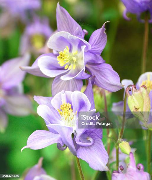 Aquilega Flowering In A Garden Stock Photo - Download Image Now - Columbine Flower, Beauty In Nature, Flower