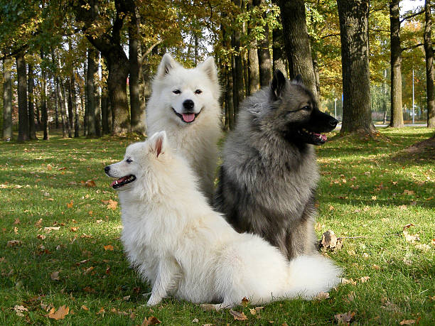 tre soffici spitzs nel parco - keeshond foto e immagini stock