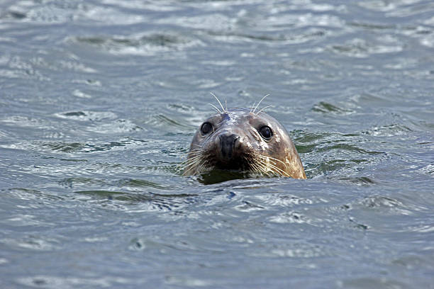 istock England: Grey Seal at Blakeney Harbour in Norfolk 490376965