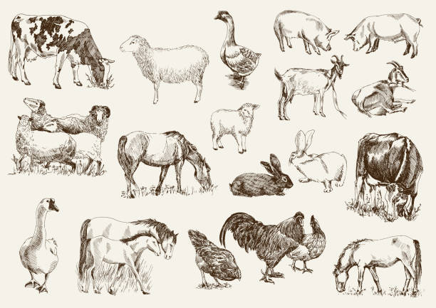 bauernhof tiere - nutztier oder haustier stock-grafiken, -clipart, -cartoons und -symbole