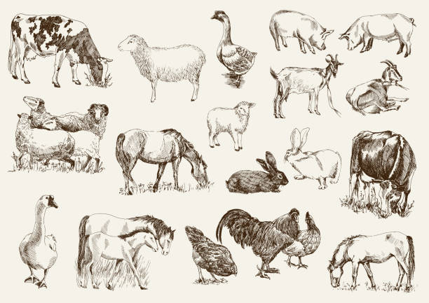 farm animals farm animals. set of vector sketches on a white background cow illustrations stock illustrations