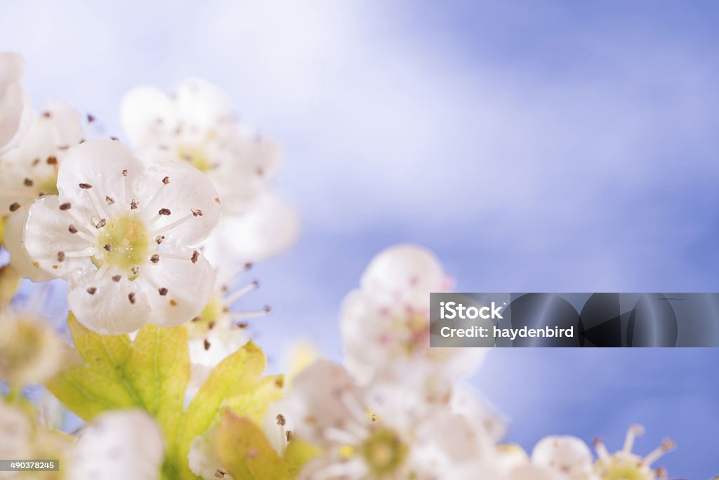 Blossom contra um fundo de céu azul brilhante de verão - Foto de stock de 2000-2009 royalty-free